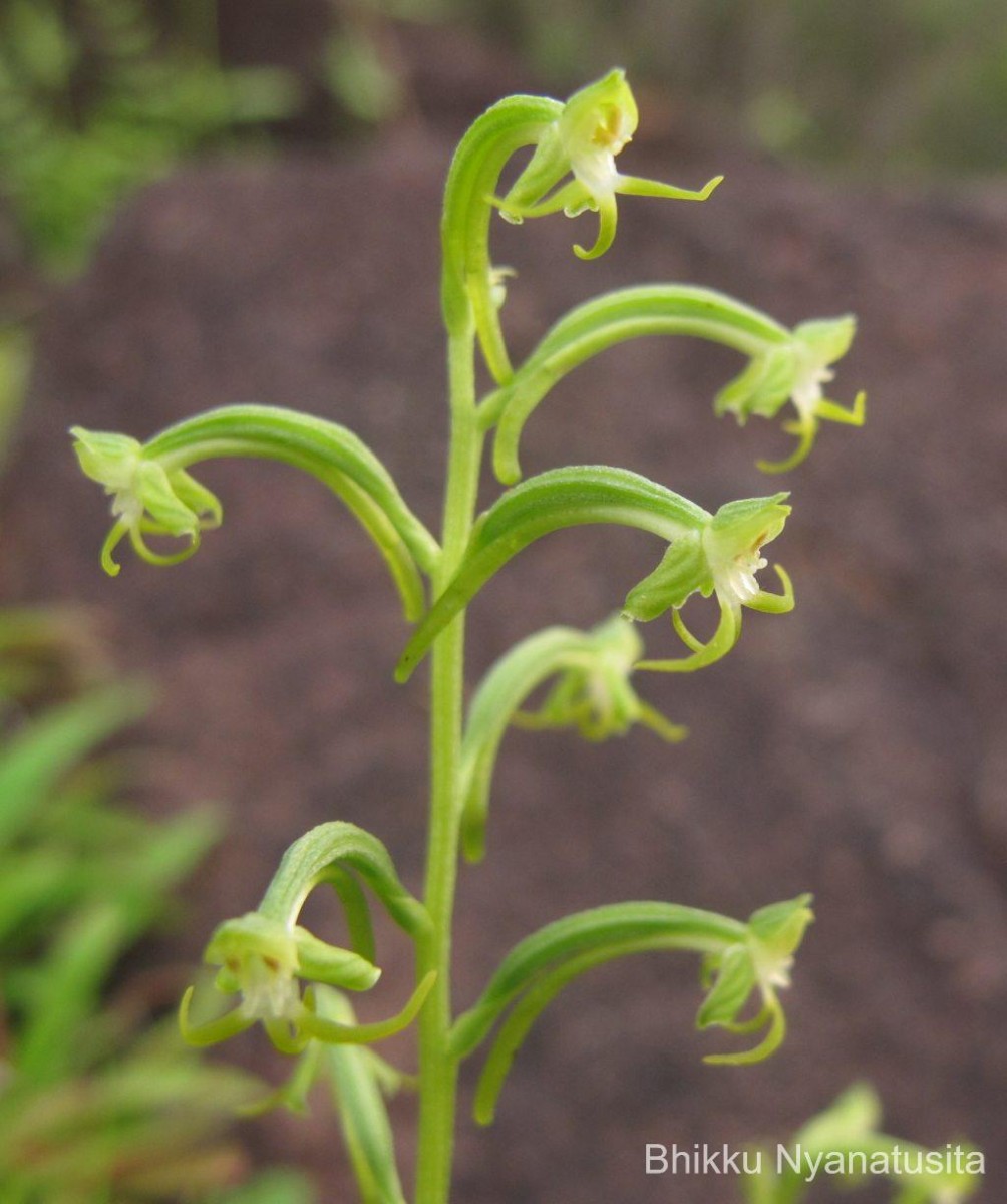 Habenaria viridiflora (Rottler ex Sw.) R.Br. ex Spreng.